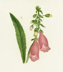 Purple Foxglove, Digitalis Purpurea